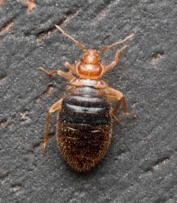 Bed Bugs