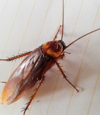 Cockroaches
