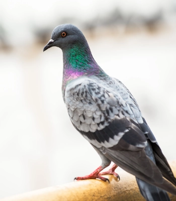 Pigeon