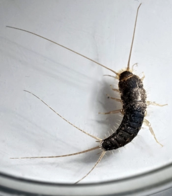 Silverfish