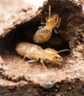 Termites